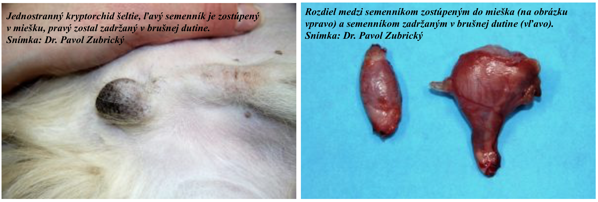 kryptorchizmus u psa