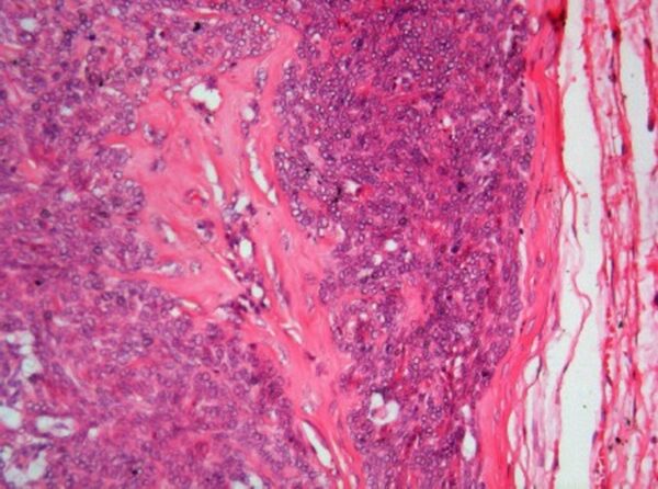 histologia