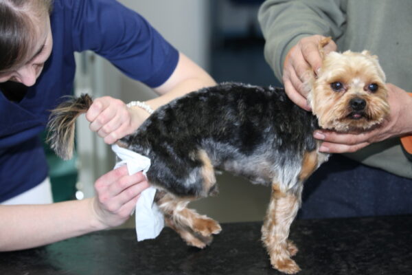 veterinárna starostlivost o psov
