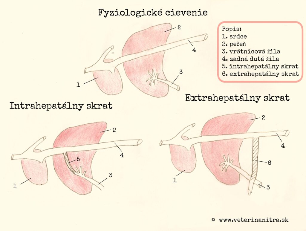 Portosystemický skrat-shunt(PSS)