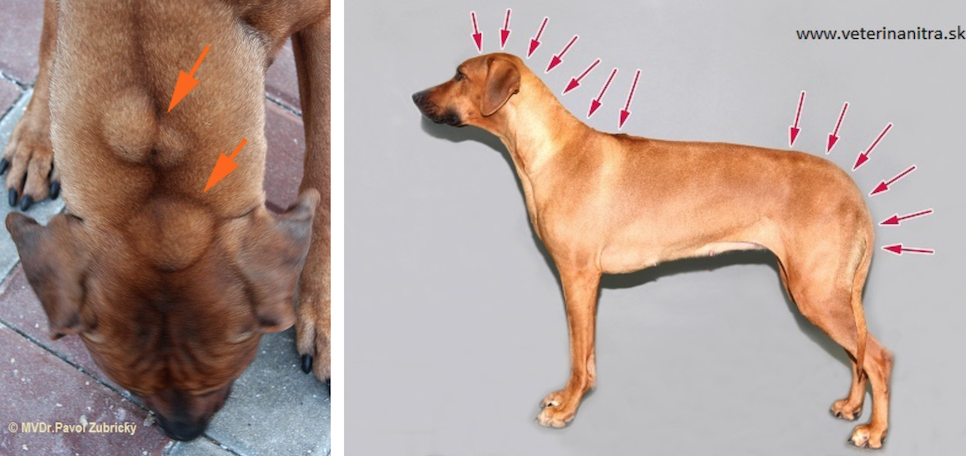 Dermoid sinus (DS), rodézsky ridgeback, dedičné ochorenia psov