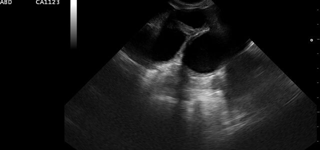 Pyometra sučky