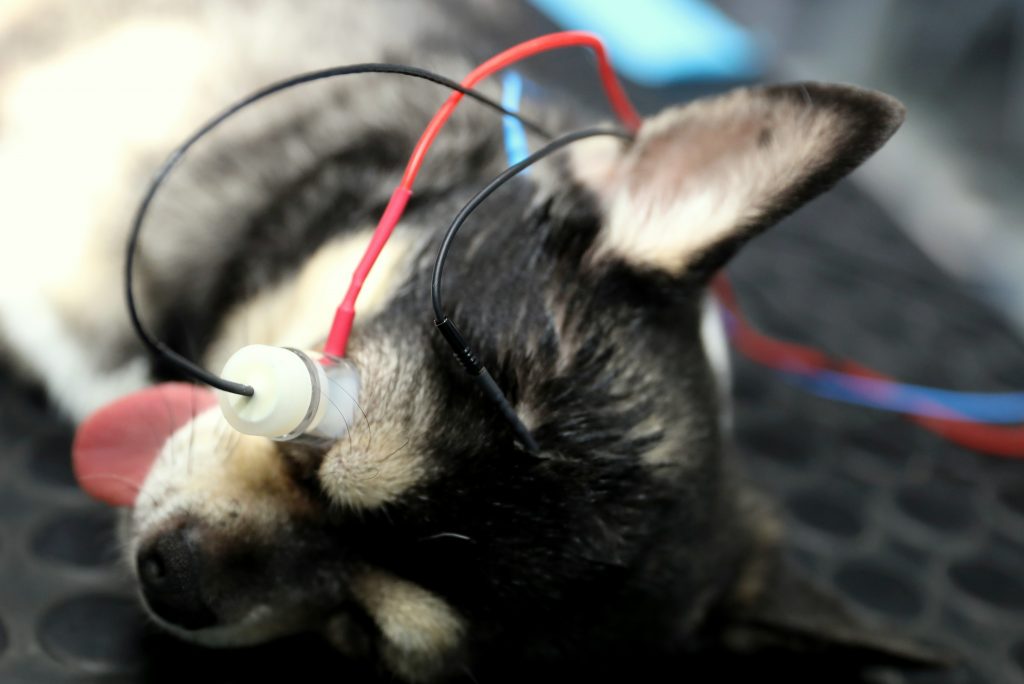 elektroretinografia (erg), u psov, mačiek, diagnostika slepoty, poruchy zraku, veterinárne očné vyšetrenie, diagnostika funkčnosti sietnice