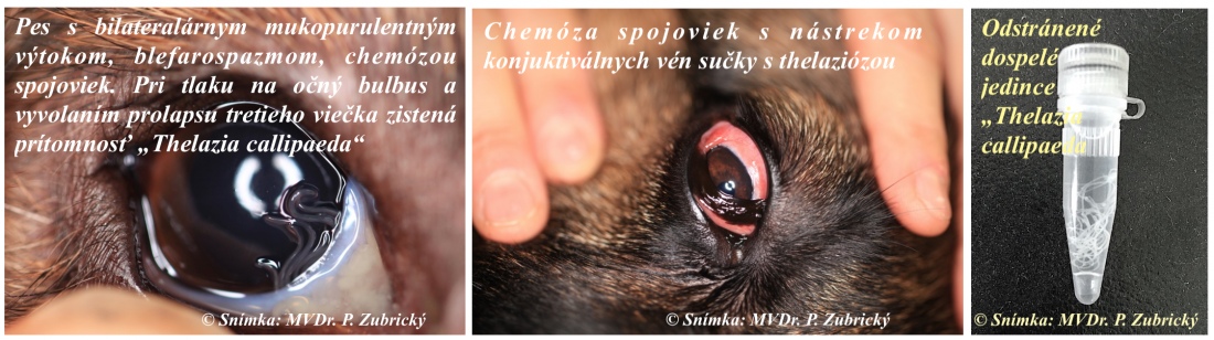 červy v oku psa, orientálny červ