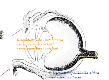 Entropium a ektropium u psov