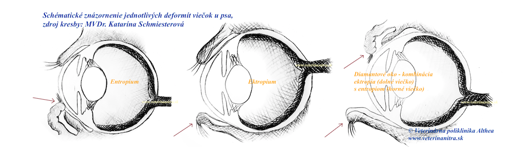 entropium a ektropium u psa-obrazok