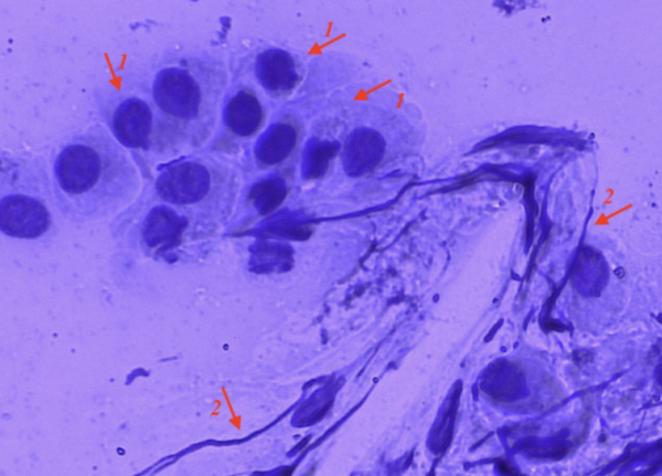 laboratorna diagnostika